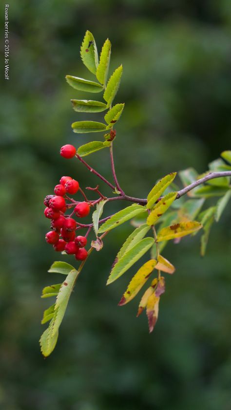 Rowan berries © Jo Woolf Berries Photography, Rowan Berry, Fodder School, Small Holding, Rowan Berries, Flower Reference, Winter Berries, Mountain Ash, Rose Family