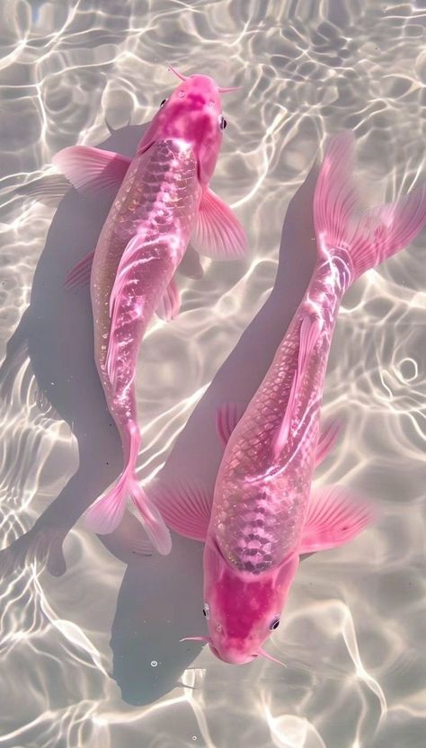 Pink Manta Ray, Mermaid Asthetics Wallpaper, Mermaid Hd Wallpaper, Pink Snake Wallpaper, Pretty Pink Pictures, Pink Sea Wallpaper, Pink Pearl Aesthetic, Pink Trippy Aesthetic, Pink Tropical Aesthetic