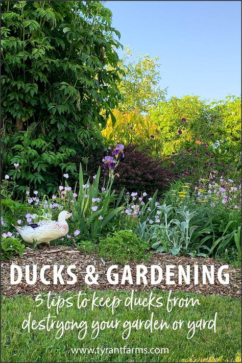 How to keep your ducks from destroying your yard or garden. #backyardducks #petducks #backyardpoultry #tyrantfarms Runner Ducks In Garden, Dust Bath For Chickens, Keeping Ducks, Duck Pens, Backyard Ducks, Duck Coop, Raising Ducks, Runner Ducks, Plant Tips