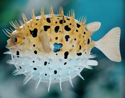 Pufferfish on Behance Fish Side View, Fish Sides, Fish Artwork, Animation Illustration, Cool Bugs, Autodesk Maya, Circle Drawing, City Cartoon, Puffer Fish