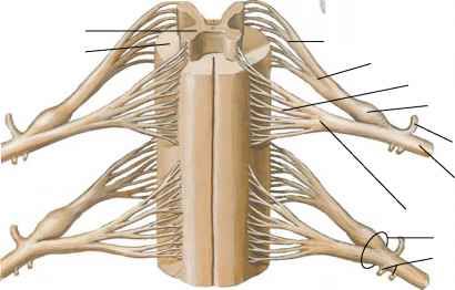 Dorsal Root Filaments - Spinal Nerve - RR School Of Nursing Dorsal Root Ganglion, Peripheral Nervous System, Spinal Nerve, White Matter, Skeletal Muscle, Spinal Cord, Central Nervous System, Human Anatomy And Physiology, Nerve