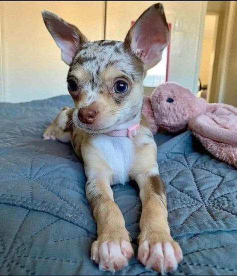 Psy Chihuahua, Merle Chihuahua, Rat Dog, Spoiled Dogs, Really Cute Puppies, Spring Into Action, Cute Chihuahua, It Doesn't Matter, Chihuahua Love