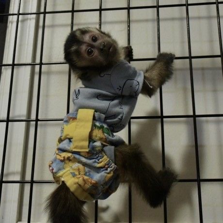 Baby Monkey For Sale, Capuchin Monkey Pet, Pet Monkey For Sale, Monkeys For Sale, Monkey Cute, Marmoset Monkey, Baby Monkeys, Capuchin Monkey