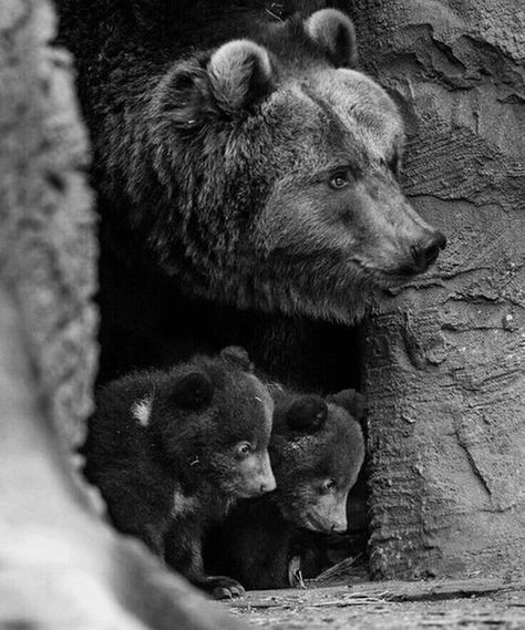 Momma Bear & Her Sweet Babies!! Photo Ours, Tre Kunst, Mother Bears, Bear Cubs, Wildlife Animals, Animal Planet, Black Bear, Animal Photo, Nature Animals