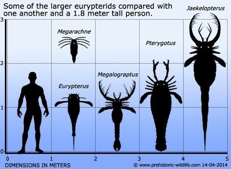 Sizes of extinct arthropods Prehistoric Wildlife, Prehistoric World, Ancient Animals, Paleo Art, Extinct Animals, Arthropods, Prehistoric Creatures, Arachnids, Prehistoric Animals