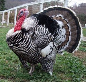 Narragansett Turkey Heritage Breed, on the "Watch" list The Livestock Conservancy Narragansett Turkey, Turkey Breeds, Raising Turkeys, Turkey Farm, Turkey History, Healthy Beef, Farm Sanctuary, Turkey Meat, Sliced Turkey