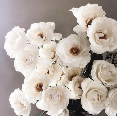 White majolica spray flower may...be my new fav White Majolica Spray Roses, Majolica Spray Rose, Majolica Rose, White Spray Rose, White Spray Roses, Burgundy Dahlia, Flower Spray, Spray Roses, White Gardens