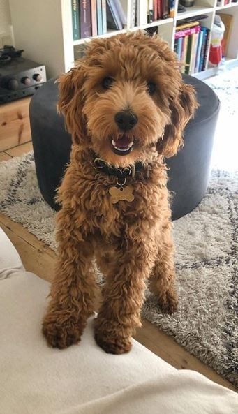 Labradoodle Vs Goldendoodle, Doodle Cuts, Cute Goldendoodle, Goldendoodle Haircuts, Goldendoodle Grooming, Mini Goldendoodle Puppies, Puppy Time, Puppy Grooming, Goldendoodle Puppies