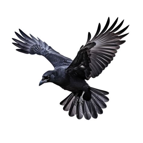 Raven Flying Drawing, Crow Flying Drawing, Crow Reference, Bae Tattoo, Crow In Flight, Crow Wings, Flying Crows, Raven Illustration, Raven Flying