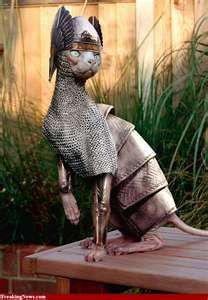 Cat in shining armor Cat Armor, Cute Hairless Cat, Sphinx Cat, Hairless Cat, Cat Fashion, Endangered Animals, Sphynx Cat, Sphynx, Animal Photo