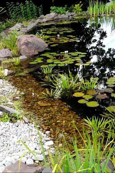 Rockery Pond Ideas, Water Pathway, Large Garden Pond Ideas, Nature Pond, Natural Water Feature, Natural Ponds, Small Pond Landscaping, Natural Pond Ideas, Garden Ponds