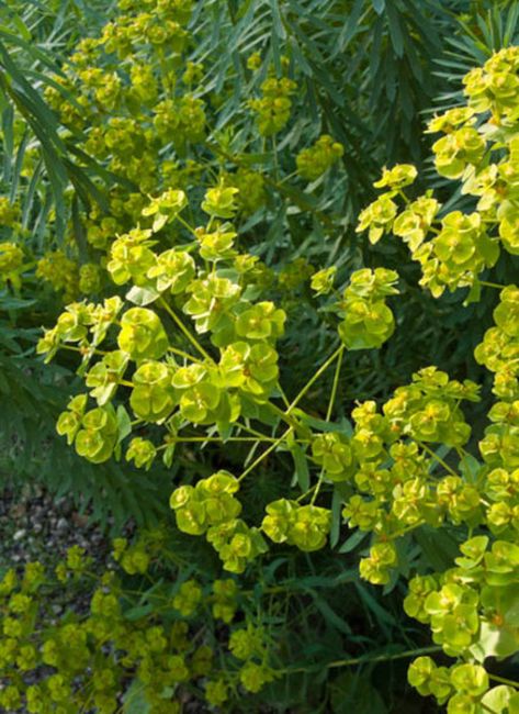 A great structural plant! Notable for its peculiar flowers and handsome foliage, Euphorbia Seguieriana subsp. Niciciana is an upright, bushy perennial which is perfect to brighten any border. Euphorbia Seguieriana, Euphorbia Polychroma, Hakone Grass, Deer Resistant Perennials, Prairie Planting, Drought Tolerant Perennials, Succulent Landscape Design, Broadleaf Evergreen, Perennial Grasses