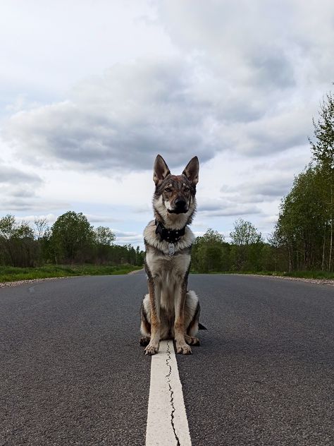 Czechoslovakian Wolfdog Czechoslovakian Vlcak Чехословацкий влчак Чехословацкая волчья собака Czechoslovakian Wolfdog, Every Dog Breed, Wolf Dog, Puppy Love, Dog Breeds, Puppies, Dogs