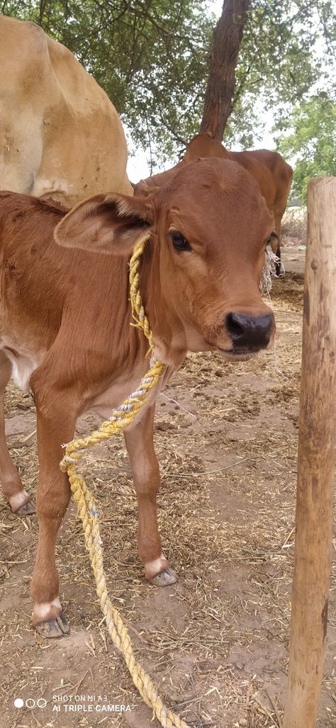 Pure sahiwal Breed Sahiwal Cow, Cow Pics, Cow Cute, Cattle Farming, Cow, Pure Products, Animals, Quick Saves