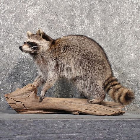 Raccoon Taxidermy Mount, Raccoon Taxidermy, Wet Specimen, Taxidermy Mounts, Racoon, 1 Image, Taxidermy, Life Size, R A