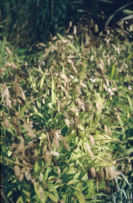 Find help & information on Chasmanthium latifolium North America wild oats from the RHS Chasmanthium Latifolium, Oats Plant, Prairie Planting, Wild Oats, Pollinator Plants, Perennial Grasses, Orchid Show, Buy Plants Online, Garden Types