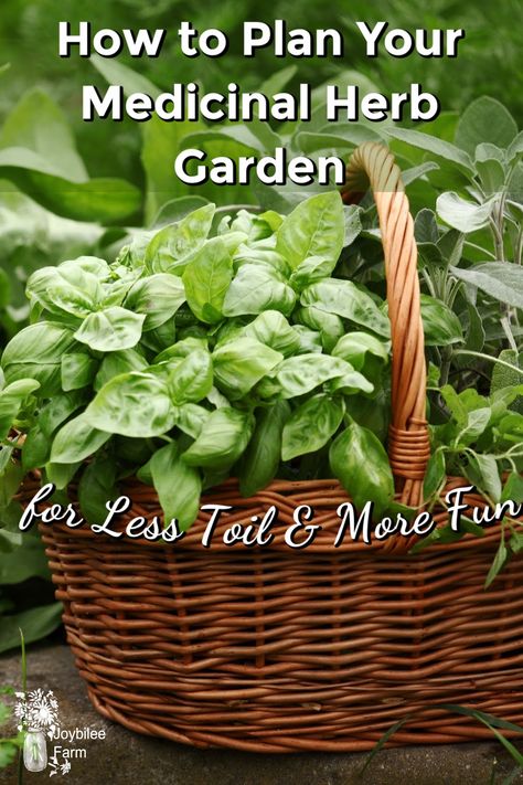 How to Plan Your Medicinal Herb Garden For Less Toil and More Fun Medical Herb Garden, Herbalist Garden, Medicinal Herb Garden, Medicine Garden, Natural Medicines, Outdoor Herb Garden, Kitchen Gardens, Medicinal Herbs Garden, Herb Garden In Kitchen