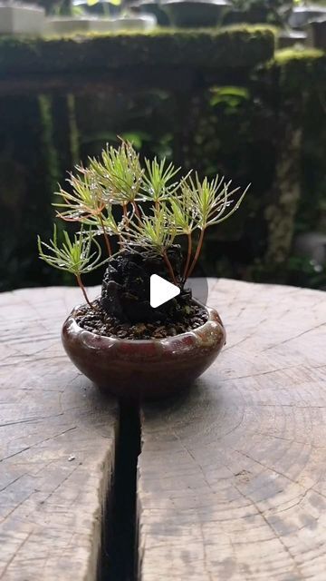 Planting A Pine Cone, Pine Cone Bonsai, Pine Cone Planting, Pinecone Bonsai, Magical Hands, Pine Bonsai, Diy Pinecone, Tree Care, Bonsai Garden