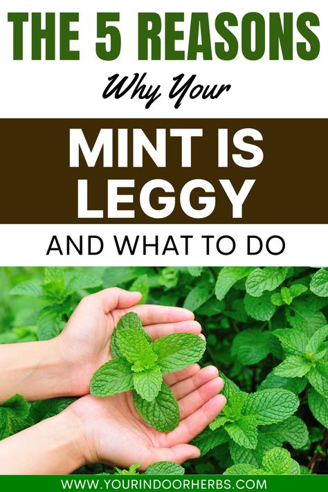 Why is your mint getting leggy? 🌱🌿 Uncover the reasons behind leggy mint growth and find expert tips to rejuvenate your plant. Learn how to trim, propagate, and care for your mint to ensure a lush and flavorful herb garden! 🍃👩‍🌾 #MintCare #GardeningTips #HerbGarden Mint Plant Care, Growing Mint Indoors, Indoor Herbs, Fancy Foods, Mint Plant, Mint Garden, Grow Garden, Growing Mint, Vegetables Garden