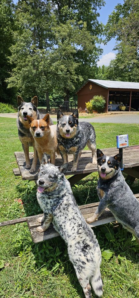 Blue Heeler Funny, Cattle Dog Aesthetic, Texas Heeler Dogs, Australian Cattle Dog Funny, Red Heeler Puppy, Queensland Heeler, Blue Heeler Puppy, Aussie Cattle Dog, Austrailian Cattle Dog