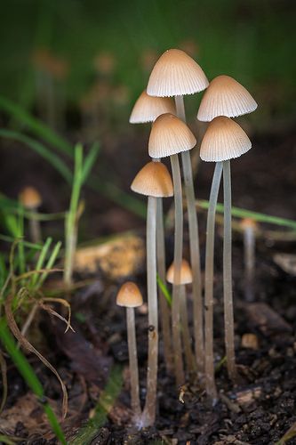 Mushrooms And Fungi, Fungi Images, Spores Fungi, Fungi On Trees, Fungi Mycelium, Glowing Mushrooms, Mushroom Plant, Tiny Mushroom, Mushroom Pictures