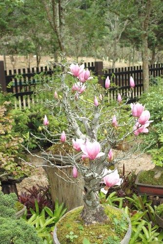 Magnolia Tree In Pot, Magnolia In Pot, Best Plants For Pots, Plants For Pots, Evergreen Magnolia, Magnolia Stellata, Best Plants, Magnolia Trees, Potted Trees