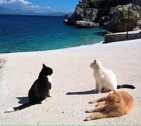 Cat Pose, Two Cats, Warrior Cats, Pretty Cats, Cat Litter, Beautiful Cats, 귀여운 동물, The Sand, Cat Life