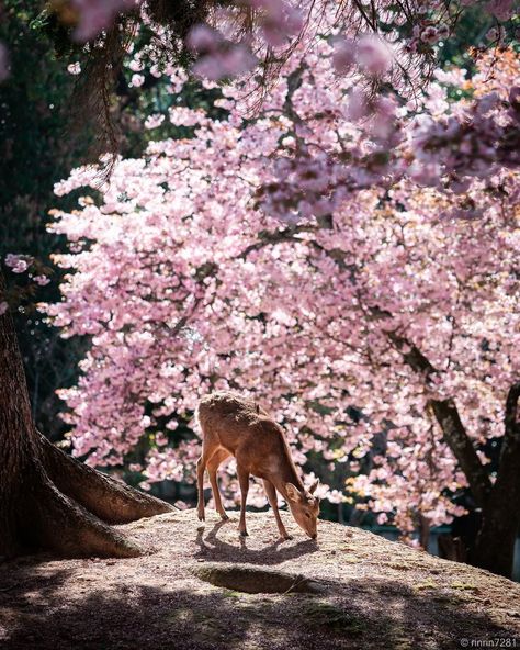 Kyoto Sakura, Cherry Blossom Japan, Artsy Photos, Vintage Deer, Pretty Landscapes, Demon King Anime, Nature Garden, Japanese Aesthetic, Wild Things