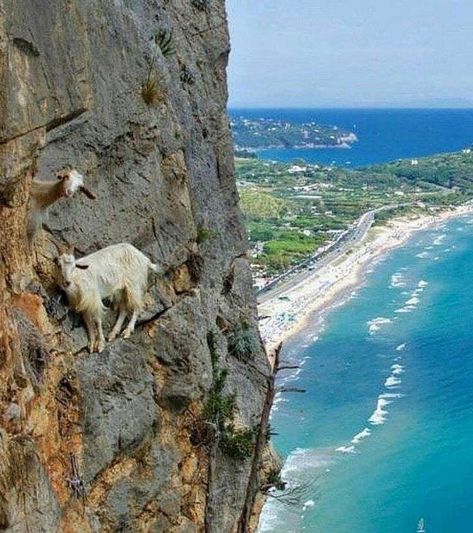 Funny Wild Animals, Wild Animals Attack, Mountain Goats, Photo Animaliere, Animal Attack, A Goat, Mountain Goat, Animal Planet, Funny Animal Pictures