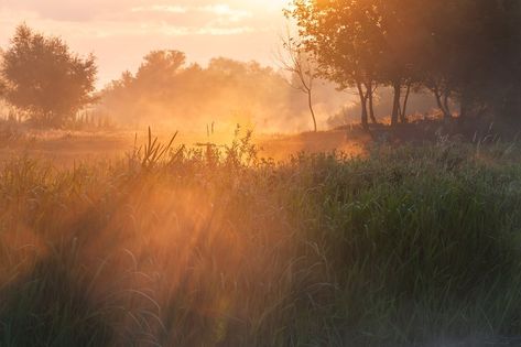 Summer landscape with misty morning, sunrise and fog on meadow Misty Morning Photography, Summer Landscape Aesthetic, Atmospheric Landscape Photography, Misty Morning Aesthetic, Morning Fog Aesthetic, Meadow Background, Misty Meadow, Meadow Photography, Misty Sunrise