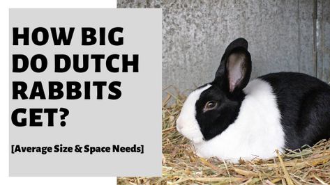 How Big Do Dutch Rabbits Get? How Big Do Dutch Rabbits Grow? How Long Do Dutch Rabbits Get? What Age Do Dutch Rabbits Stop Growing? What Size Cage Is Best For A Dutch Rabbit? #rabbit #rabbits #petrabbit #dutchrabbit Dutch Rabbits, Dutch Bunny, Rabbit Information, Dutch Rabbit, Bunny Room, Pet Bunny Rabbits, Bunny Care, Rabbit Cages, Rabbit Care