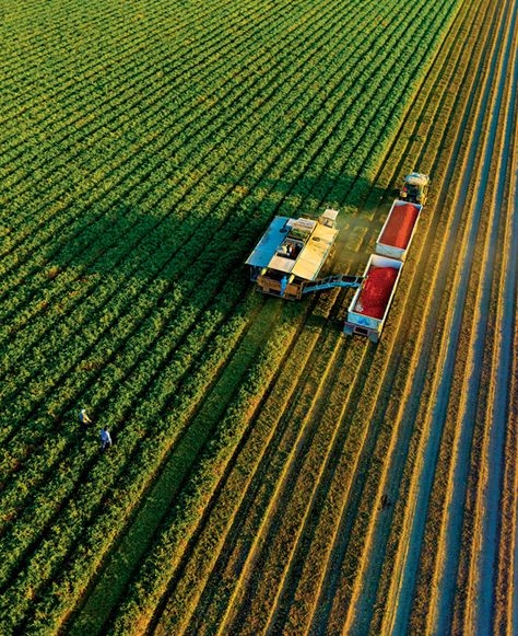 Everyone Eats There - California’s Central Valley is our greatest food resource. So why are we treating it so badly? California Regions, Tomato Farming, San Joaquin Valley, Farm Photography, Central Valley, Farm Equipment, Commercial Photography, Farm Life, Country Life