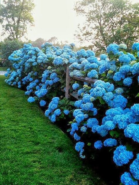 17 Dreamy Hydrangea Gardens That Are Giving Us Major Inspiration Hydrangeas Blue, Fall Landscaping, Hydrangea Landscaping, Indoor Flowering Plants, Hydrangea Care, Backyard Plants, Hydrangea Garden, Dry Garden, Planting Hydrangeas