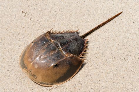 10 Fun Facts, Horseshoe Crab, King Crab, Aquatic Animals, Ocean Conservation, Medical Devices, Crustaceans, Arachnids, Weird Creatures