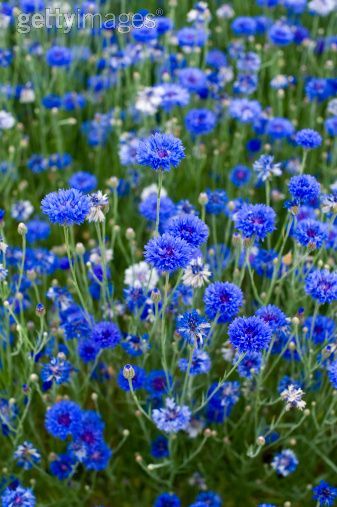 . Centaurea Cyanus Flower, Fast Growing Flowers, Summer Flowers Garden, Blue And White Flowers, Bachelor Buttons, Matka Natura, Blue Garden, Growing Flowers, The Grass