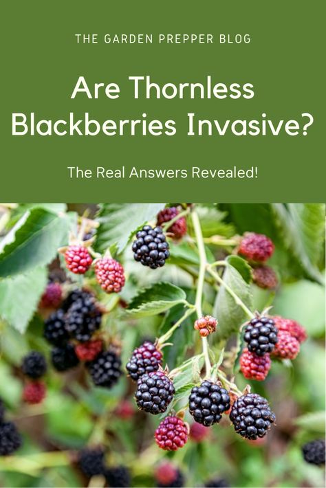 Blackberry Patch, Thornless Blackberries, Blackberry Plants, Blackberry Bush, Growing Blackberries, Moonshine Recipes, Berry Bushes, Types Of Fruit, Growing Fruit