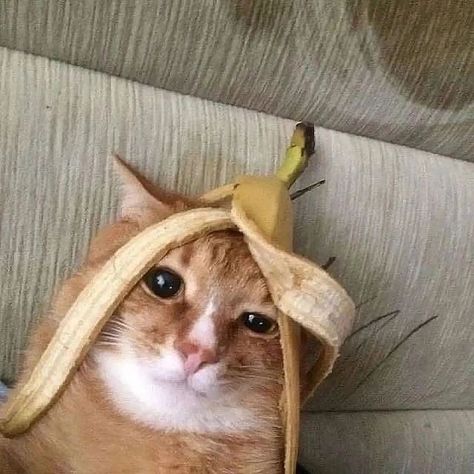 Banana Cat, Cat Pictures, Cat Memes, Memes, Animals