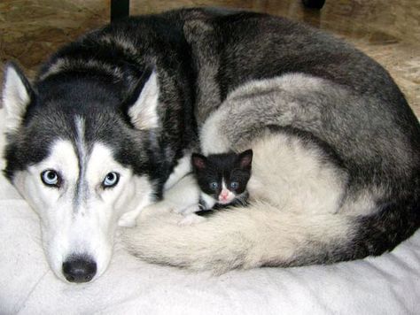 Siberian husky dog adopts rescue tuxedo kitten Tuxedo Kitten, Husky Mom, Siberian Husky Dog, Animals Friendship, A Husky, Blue Heeler, Husky Dogs, Dog And Cat, Siberian Husky