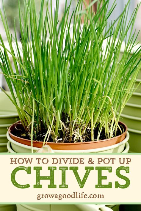 Grow Herbs Indoors, Chives Plant, Growing Food Indoors, Growing Herbs Indoors, Grow Herbs, Herb Garden In Kitchen, Types Of Herbs, Easy Plants To Grow, Winter Vegetables