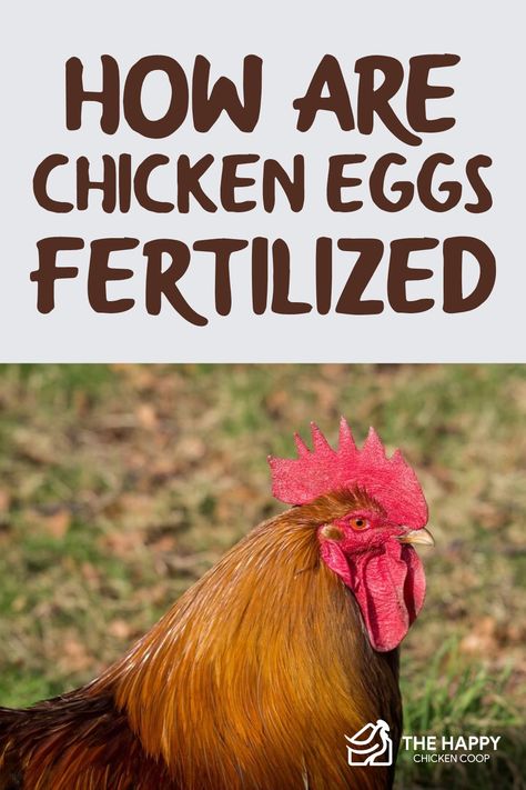 How Are Chicken Eggs Fertilized - The Happy Chicken Coop Welsummer Chicken, Fertilization Process, Chicken Raising, Chicken Care, Raising Chicks, Egg Laying Chickens, Chicken Keeping, Chicken Farming, Hatching Chicks