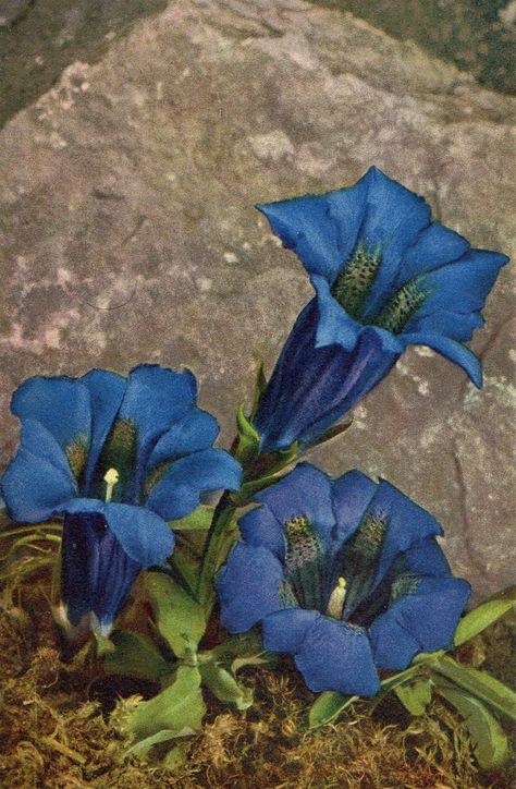 Gentian Flower, Flower Painting, Online Marketplace, United Kingdom, Auction, Buy And Sell, Plants, Flowers, Art