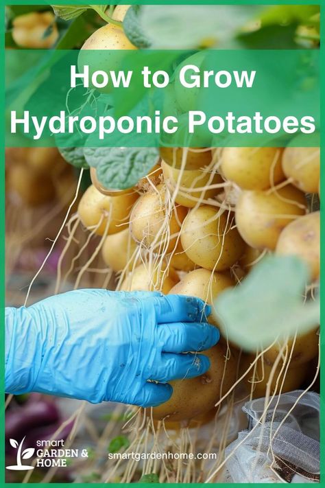 Discover the joys of growing potatoes without soil!

Hydroponic potatoes grow faster, yield more, and are healthier.

Follow these easy steps to start your own potato garden adventure today! Soil For Potatoes, Hydrophobic Gardening, Aeroponic Potatoes, Hydroponic Potatoes, Grow Potatoes Indoors, Potato Garden, Indoor Hydroponic Gardening, Veggies Garden, Growing Tomato