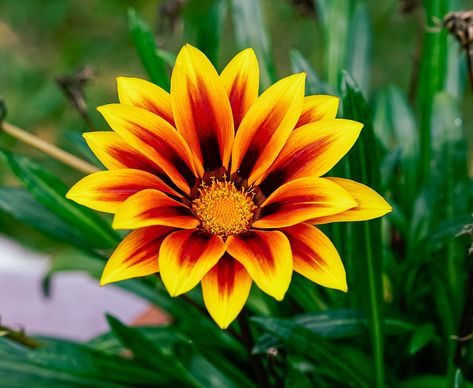 Gazania Flowers, Spanish Flowers, Flower Petals, Perennials, Flower Painting, Plant Leaves, Plants, Flowers