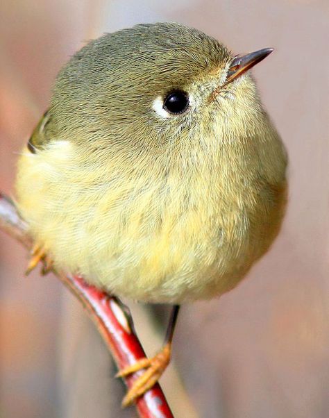 Round Bird Regnul Animal, Bird Sitting, Kinds Of Birds, Nature Birds, All Birds, Exotic Birds, Pretty Birds, Bird Photo, Colorful Birds