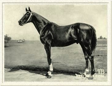 Hanover(1884)Hindoo- Bourbon Belle By Bonnie Scotland. 3x3 To Vandal. 50 Starts 32 Wins 14 Seconds 2 Thirds. $118,887. Won 1887 Belmont S, Brooklyn Derby, Withers Mile, Brookdale S, Swift S, 1986 Hopeful S. U.S. Leading Sire In 1895, 1896, 1897, 1898.  Died In 1899. Standardbred Racing, Standardbred Horse, Triple Crown Winners, Thoroughbred Horse Racing, Harness Racing, Sport Of Kings, Horse Boarding, Horse Names, Race Horses