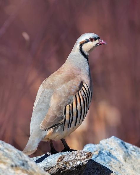 Partridge Bird, Upland Bird Hunting, Bird Hunting, Game Birds, Partridge, Nature Animals, Bird Species, Birdy, Religious Art