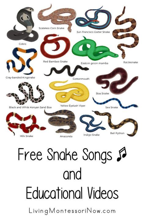 Snake Math Game, S For Snake Preschool Craft, Snake Songs For Preschool, Snakes Preschool Activities, Snake Unit Study, Snake Preschool Activities, Snake Activities For Kids, Snake Activities Preschool, Snake Facts For Kids