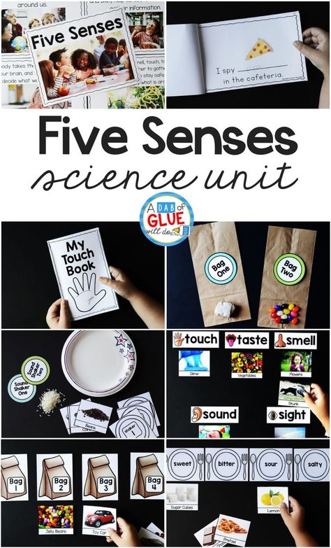 Five Senses Seeing Activities, 5 Senses Unit Study, Five Senses Preschool Sensory Table, Five Senses Hands On Activities, Kindergarten Science Unit Studies, 5 Senses Activities For Elementary, Senses Lesson Plan Preschool, The Five Senses Kindergarten, 5 Senses Lesson Plans For Kindergarten