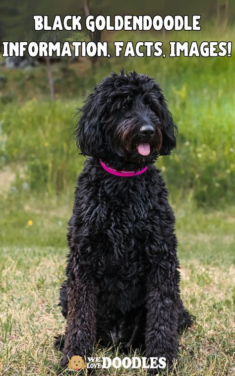 Does a black goldendoodle exist? The short answer is yes! While most goldendoodles are light in color, there is absolutely such thing as a black goldendoodle.   In this guide, we’re going to take a look at how this coloration comes to present itself in the goldendoodle breed. We’ll also talk about coat types, the lifespan and temperament of the dogs, and how you can best care for your black golden doodle. Ready to get started? Let’s explore the goldendoodle breed. Black Doodle Haircut Styles, Black Golden Doodle Haircut Styles, Black Labradoodle Haircut Style, Golden Doodle Black, Golden Doodle Haircut, Labradoodle Haircut Style, Black Golden Doodle, Goldendoodle Full Grown, Chocolate Goldendoodle