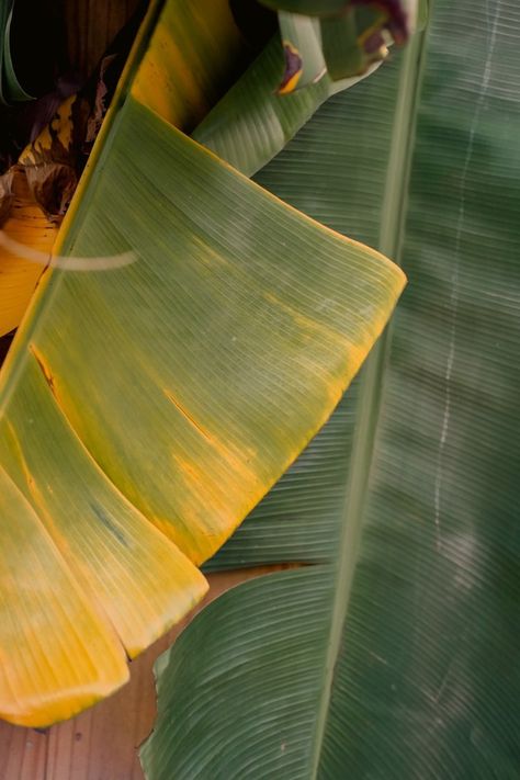 Florida Tropical Plants - Free Stock Photos & Images — Artcoast Studio Tropical Aesthetic Black Woman, Soft Tropical Aesthetic, Island Aesthetic Tropical, Caribbean Plants, Tropic Aesthetic, Tropical Photography, Florida Vibes, Jungle Aesthetic, Tropical Retreat